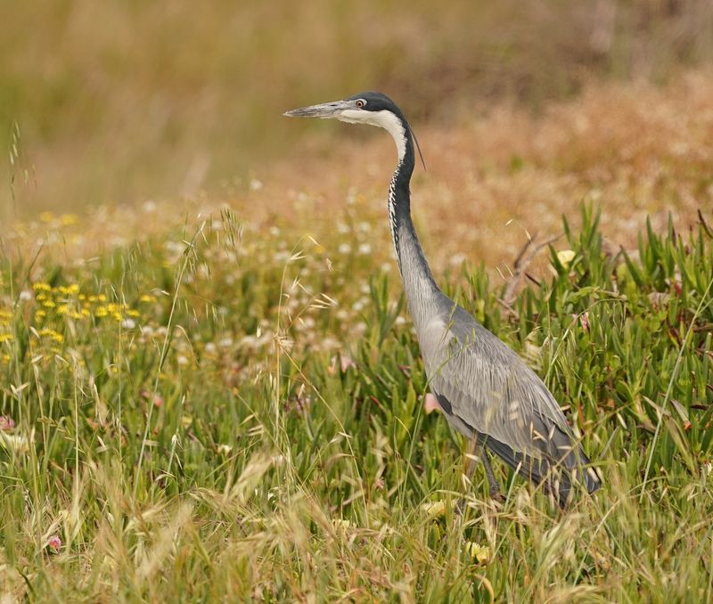 Swartkopreier / Black-headed Heron