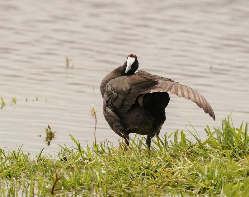 Bleshoender / Red-knobbed Coot