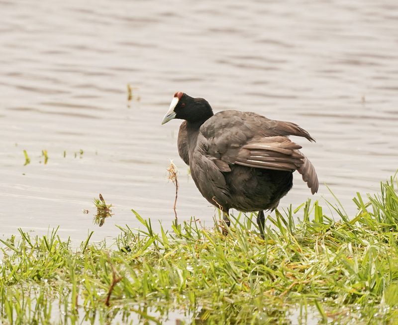 Bleshoender / Red-knobbed Coot
