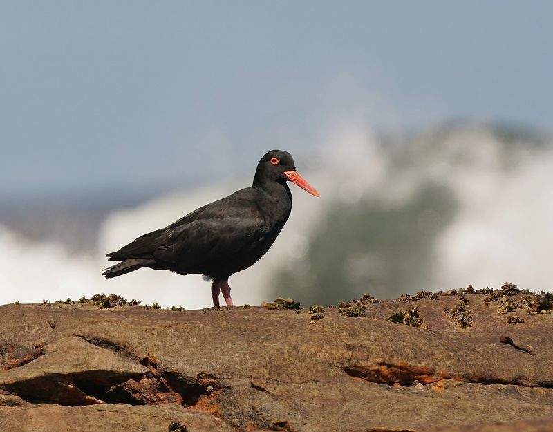 Swarttobie / African (Black) Oystercather