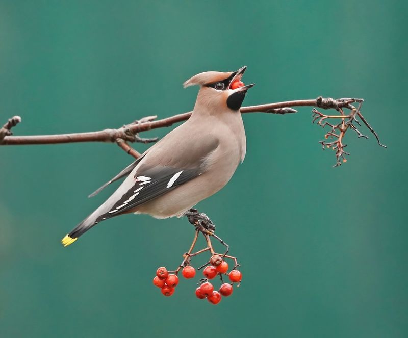 Pestvogel / Bohemian Waxwing