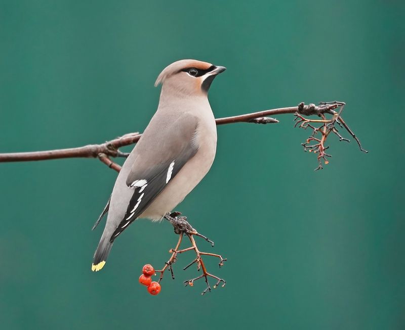 Pestvogel / Bohemian Waxwing