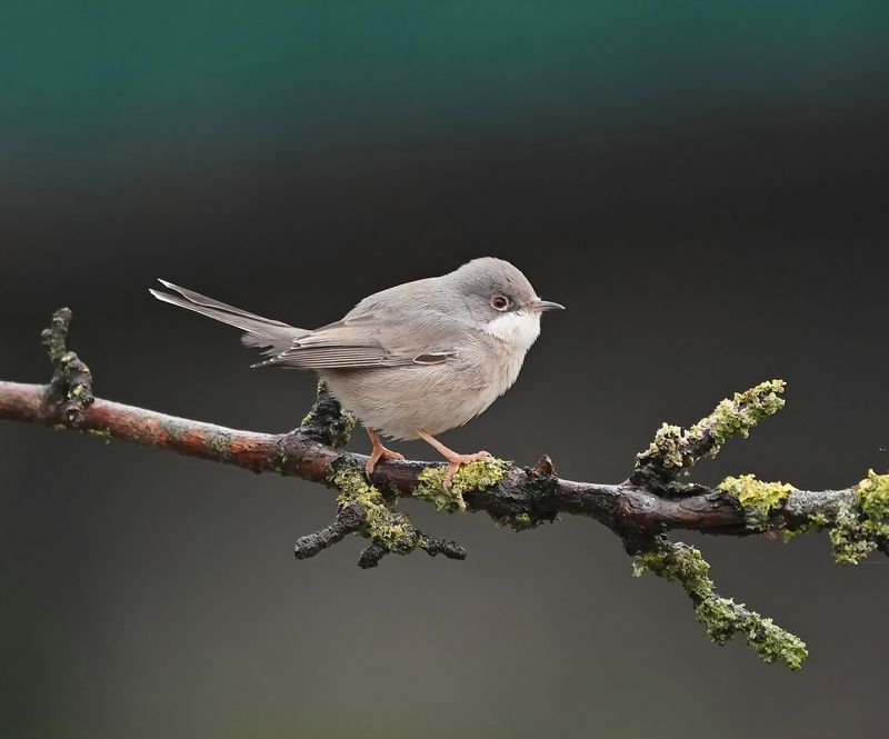 Westelijke Baardgrasmus / Western Subalpine Warbler