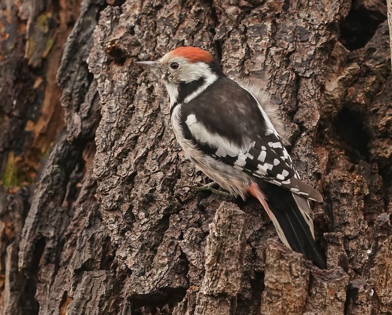 Middelste Bonte Specht / Middle Spotted Woodpecker