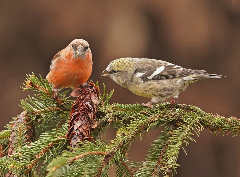 Witbandkruisbek / Two-barred Crossbill