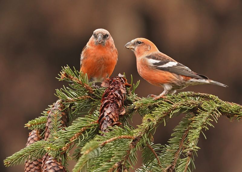 Witbandkruisbek / Two-barred Crossbill