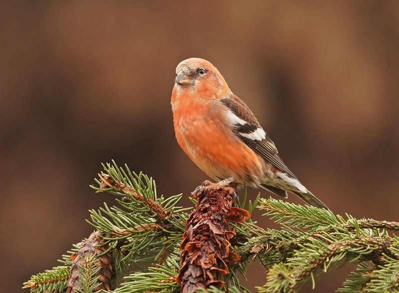 Witbandkruisbek / Two-barred Crossbill