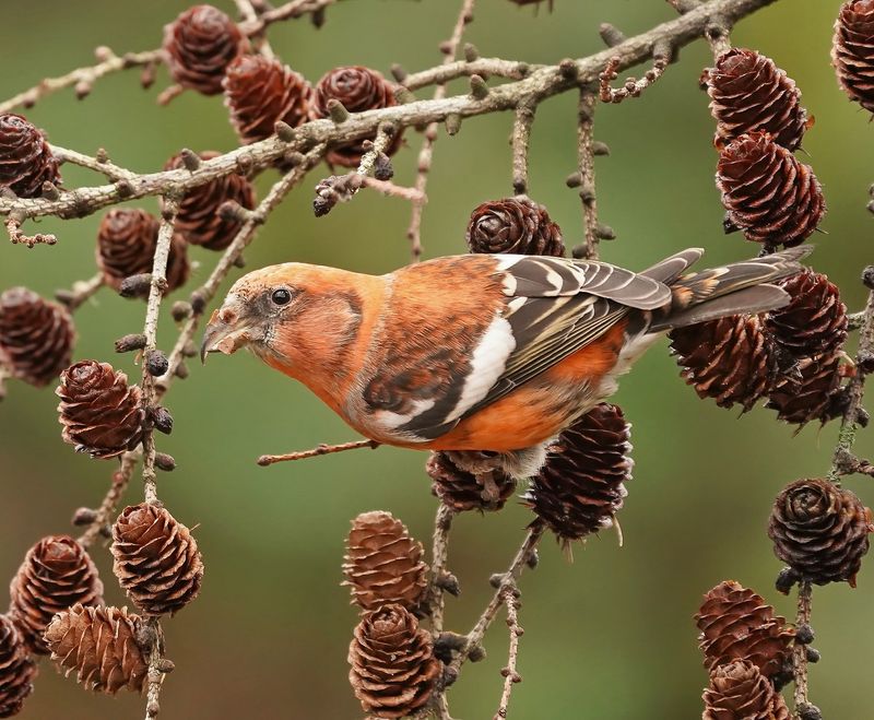Witbandkruisbek / Two-barred Crossbill