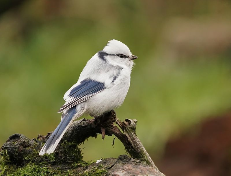 Azuurmees / Azure Tit 