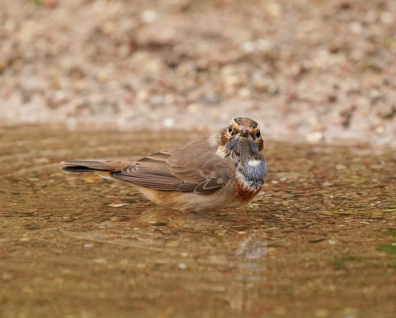 Blauwborst / Bluethroat