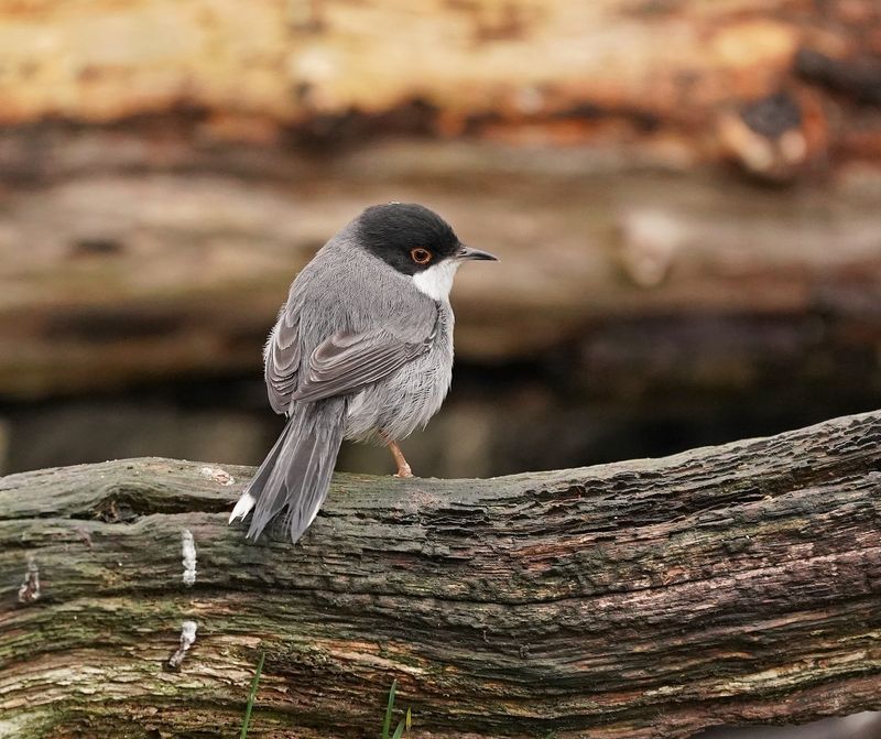 Kleine Zwartkop / Sardinian Warbler