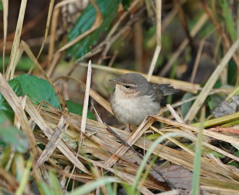 Bruine Boszanger / Dusky Warbler