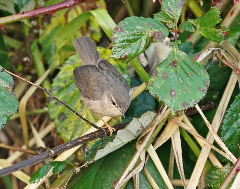 Bruine Boszanger / Dusky Warbler