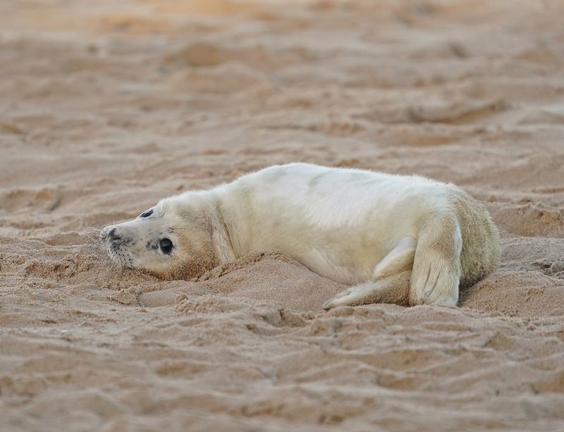 Grijze Zeehond / Gray Seal