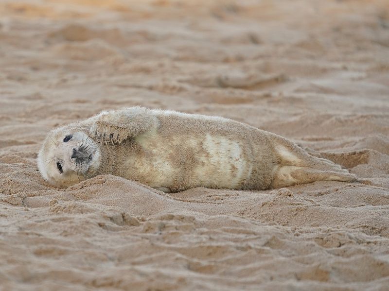 Grijze Zeehond / Gray Seal