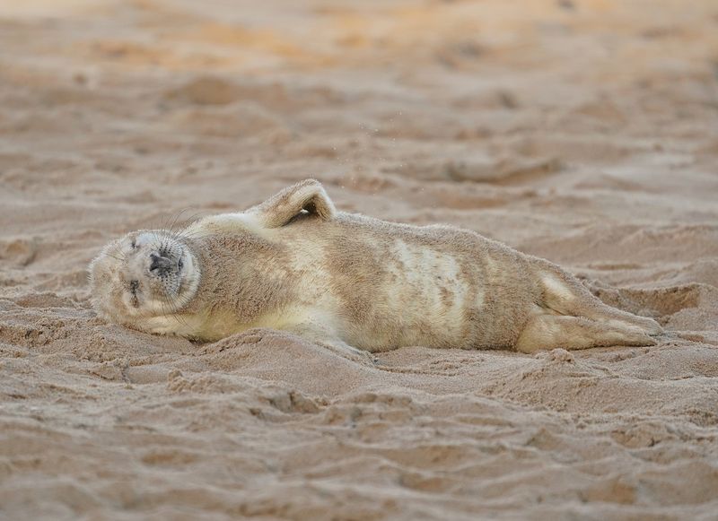 Grijze Zeehond / Gray Seal