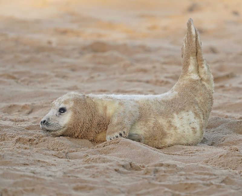 Grijze Zeehond / Gray Seal