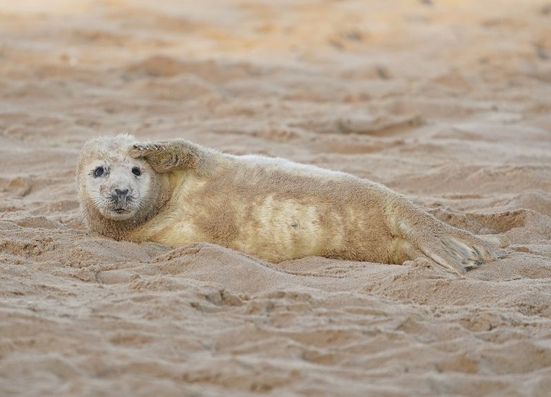Grijze Zeehond / Gray Seal