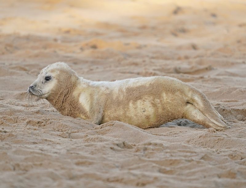 Grijze Zeehond / Gray Seal