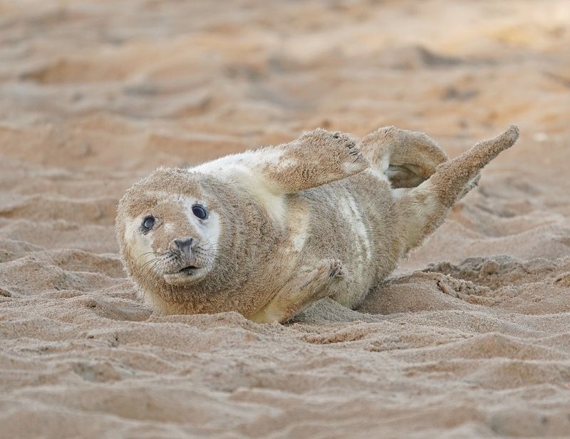 Grijze Zeehond / Gray Seal