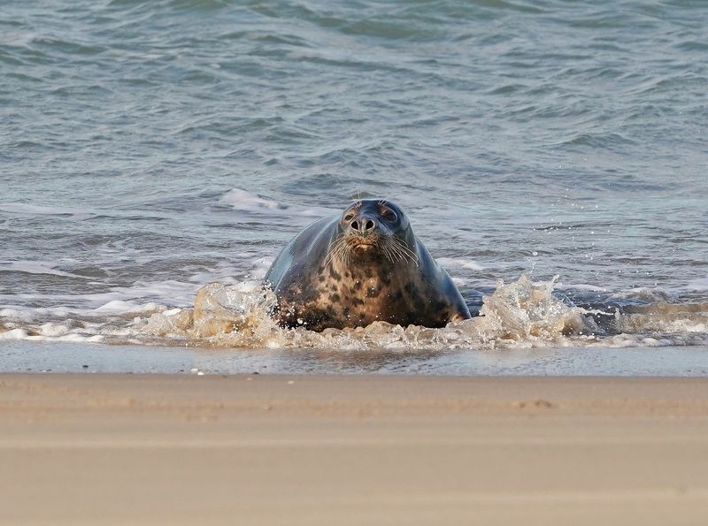 Grijze Zeehond / Gray Seal
