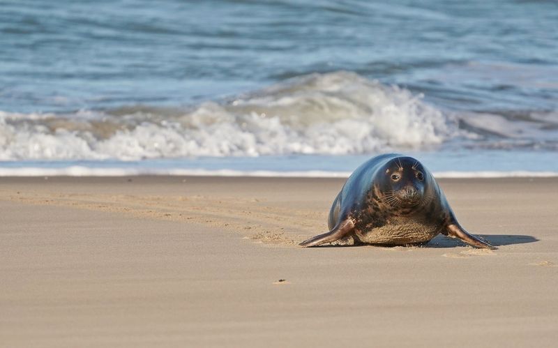 Grijze Zeehond / Gray Seal