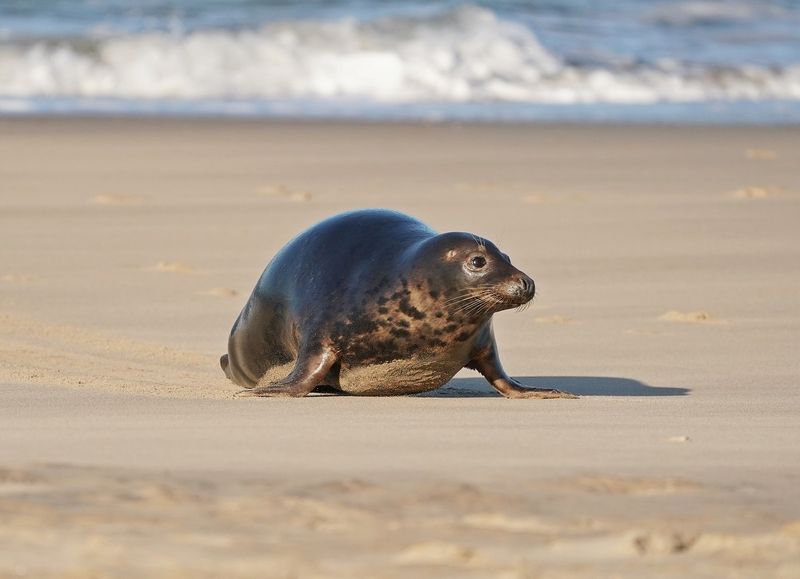 Grijze Zeehond / Gray Seal