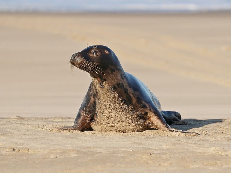 Grijze Zeehond / Gray Seal