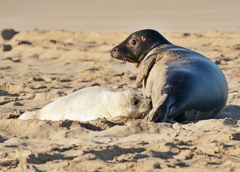 Grijze Zeehond / Gray Seal