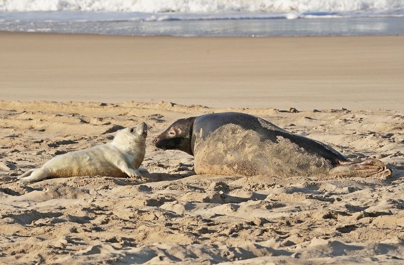 Grijze Zeehond / Gray Seal
