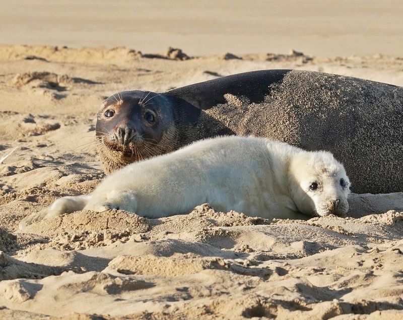 Grijze Zeehond / Gray Seal