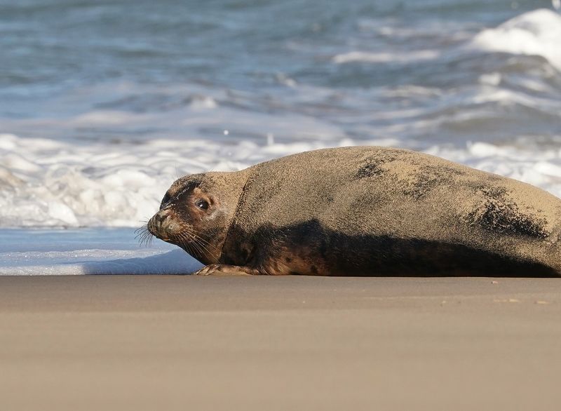Grijze Zeehond / Gray Seal