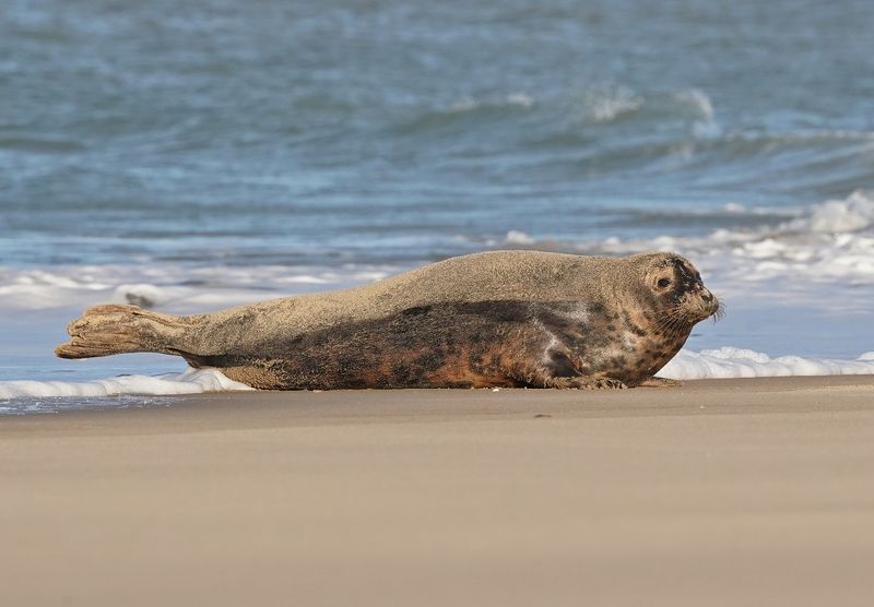 Grijze Zeehond / Gray Seal