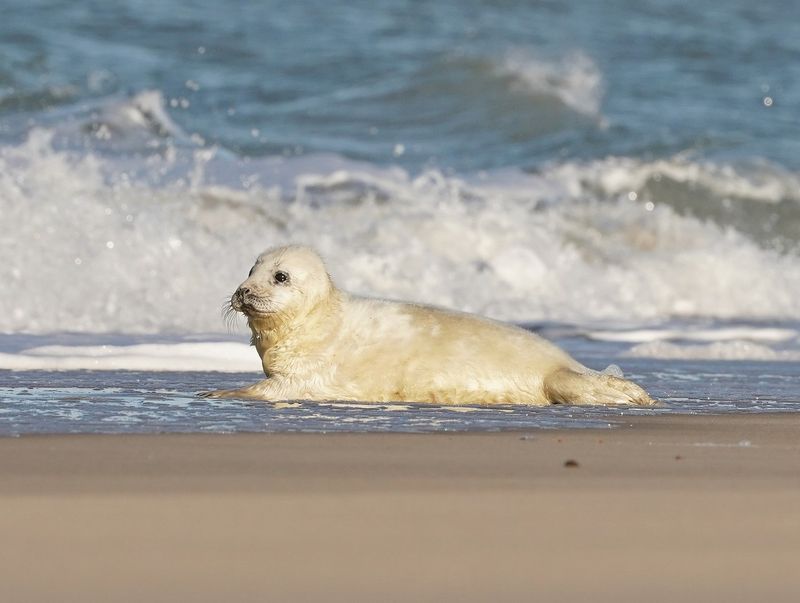 Grijze Zeehond / Gray Seal