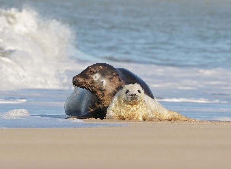 Grijze Zeehond / Gray Seal
