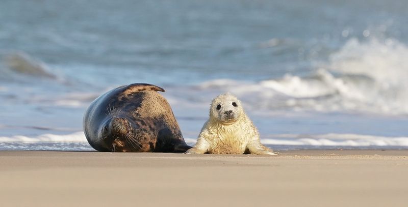 Grijze Zeehond / Gray Seal