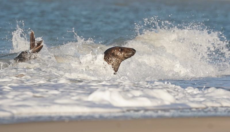 Grijze Zeehond / Gray Seal