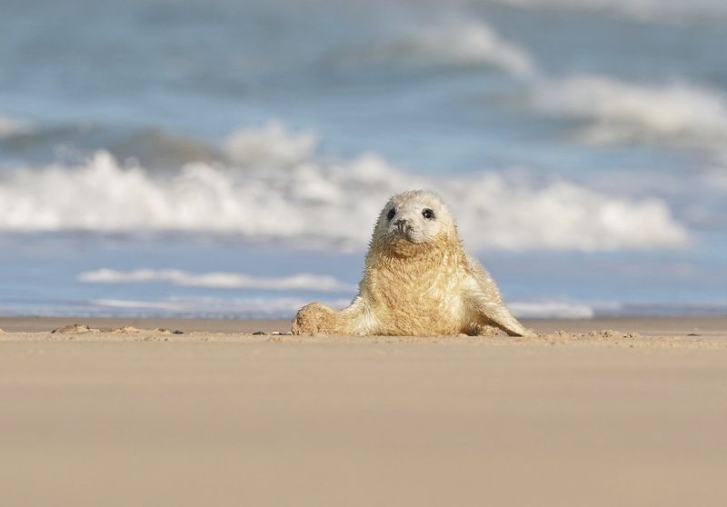 Grijze Zeehond / Gray Seal