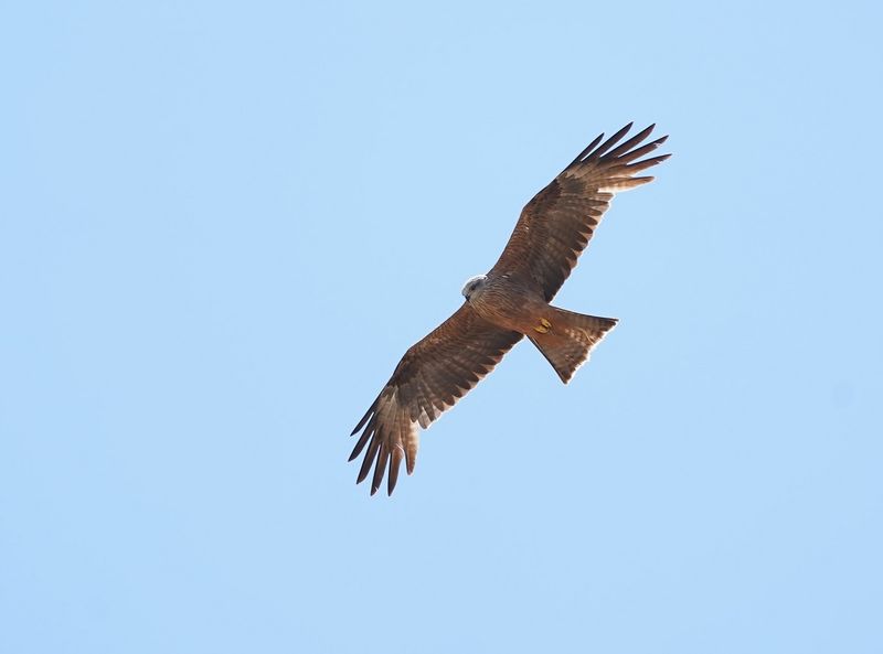 Zwarte Wouw / Black Kite