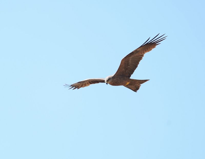 Zwarte Wouw / Black Kite