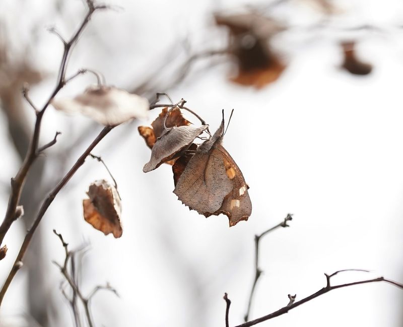 Snuitvlinder / Nettle-tree Butterfly