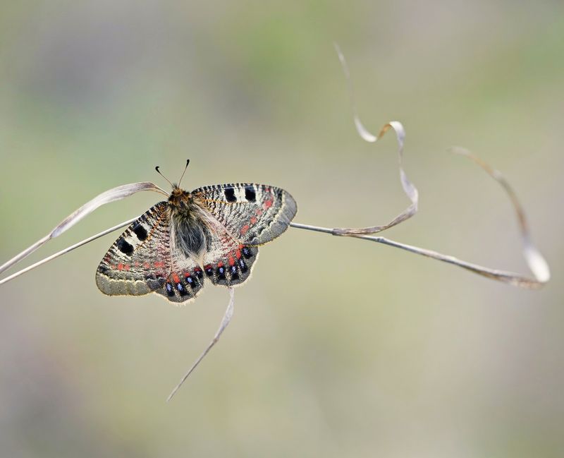 Pijpbloemapollo / False Apollo