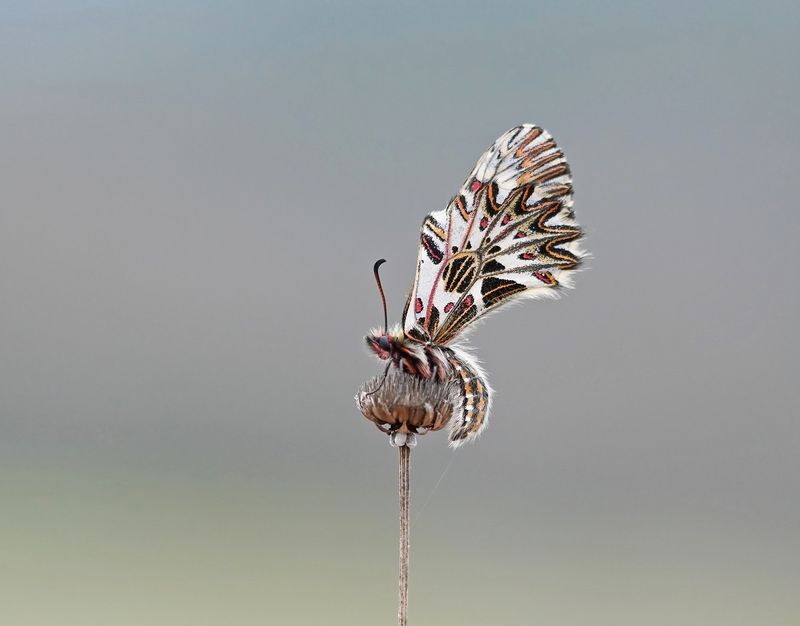 Zuidelijke Pijpbloemvlinder / Southern Festoon