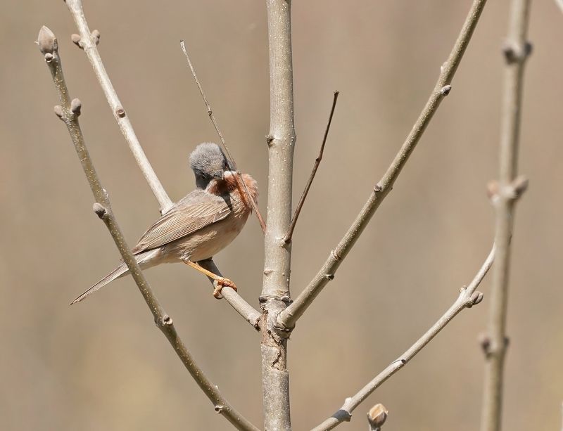 Balkanbaardgrasmus / Eastern Subalpine Warblerr