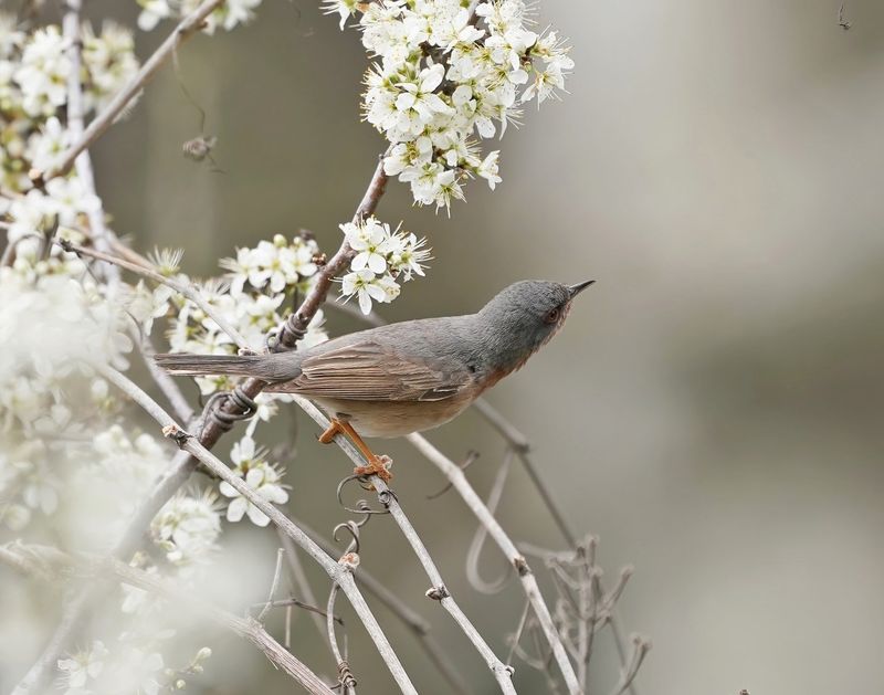Balkanbaardgrasmus / Eastern Subalpine Warbler