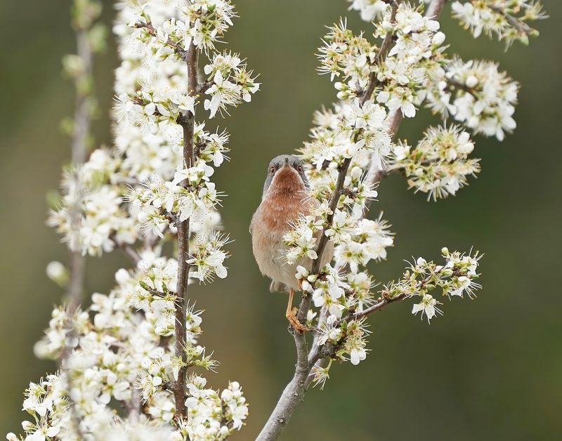 Balkanbaardgrasmus / Eastern Subalpine Warbler