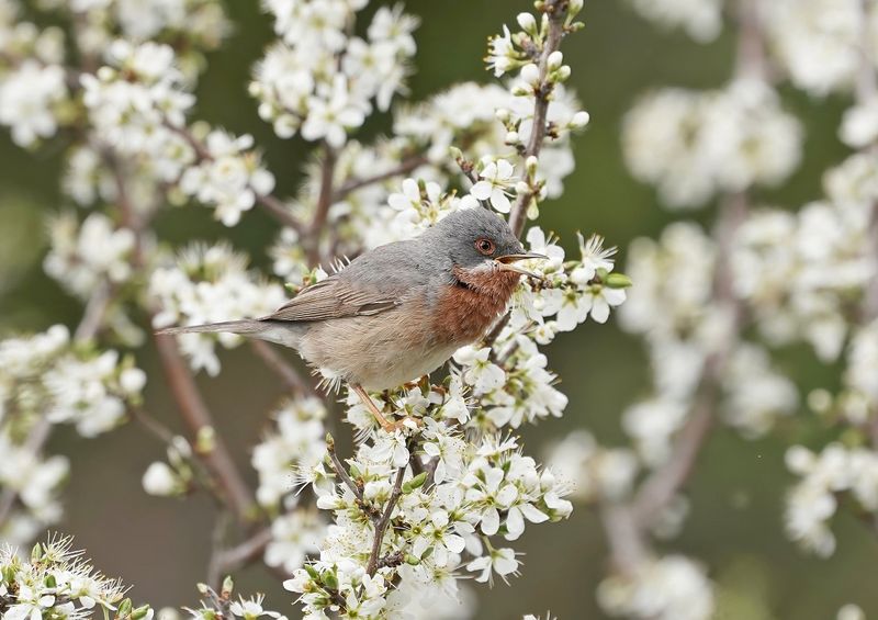 Balkanbaardgrasmus / Eastern Subalpine Warbler