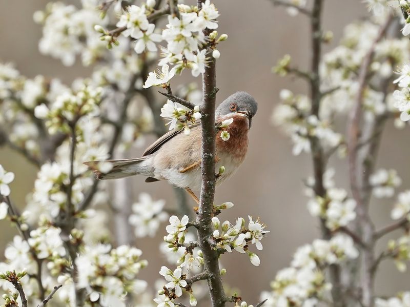 Balkanbaardgrasmus / Eastern Subalpine Warbler