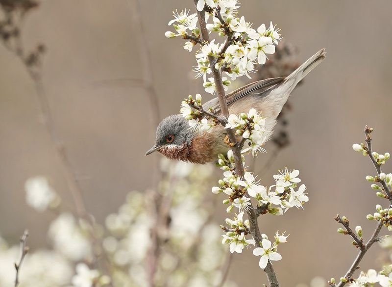 Balkanbaardgrasmus / Eastern Subalpine Warbler