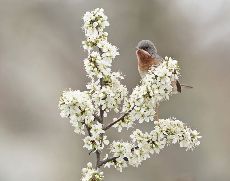 Balkanbaardgrasmus / Eastern Subalpine Warbler